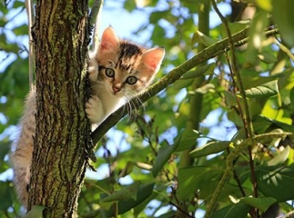 Prix d’une assurance santé chat